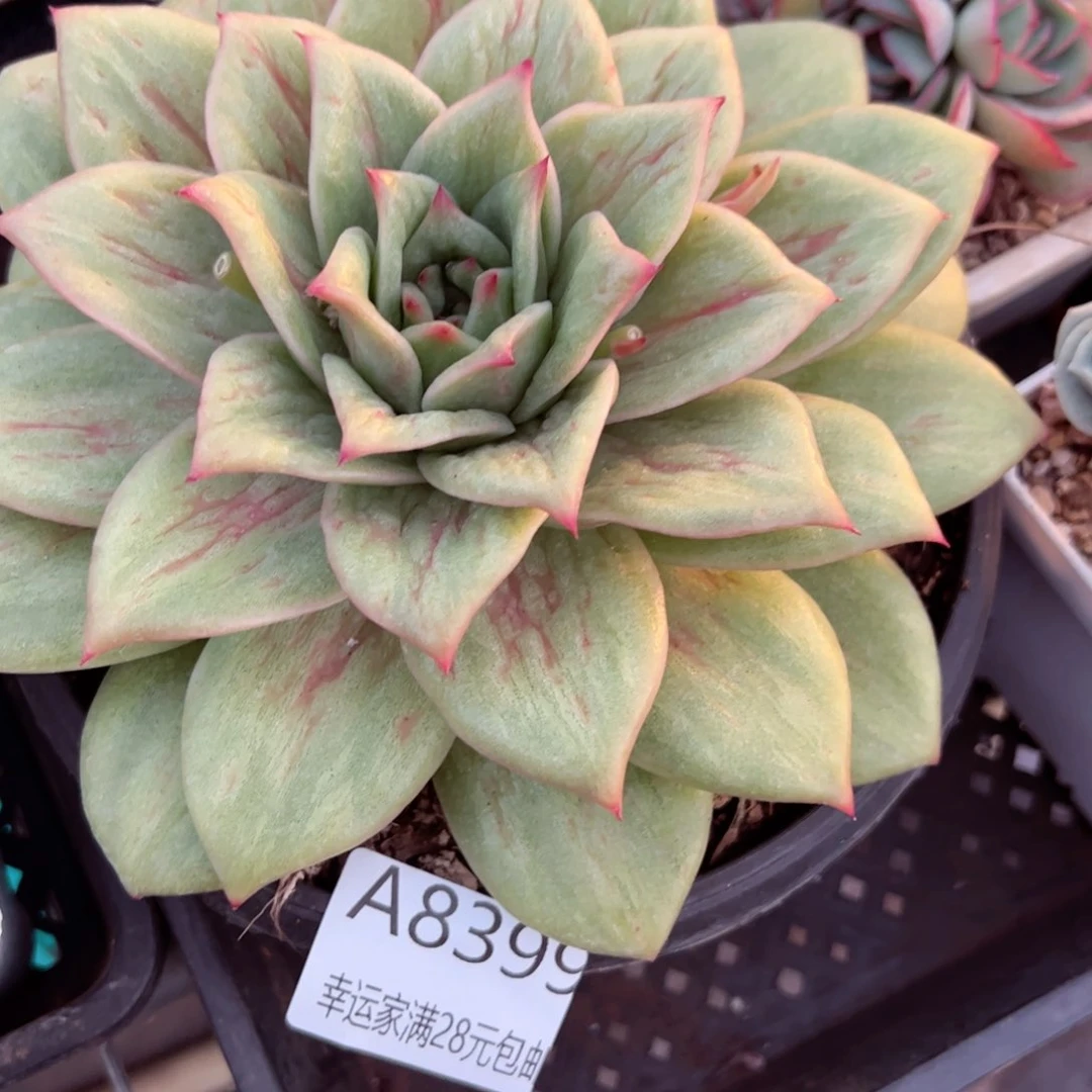 幸运的是我的朋友们都