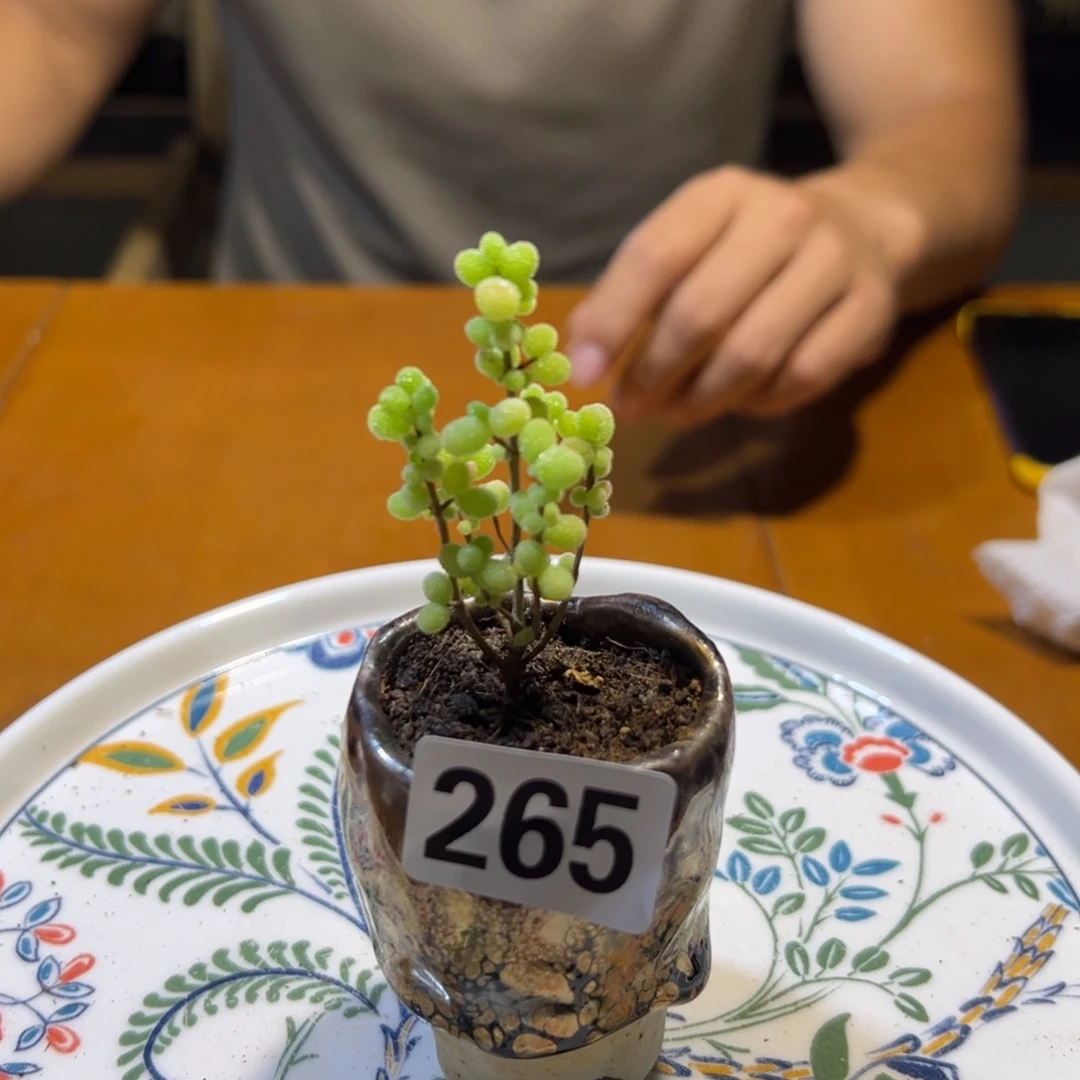 265号带花盆蜜橘糖球精品
