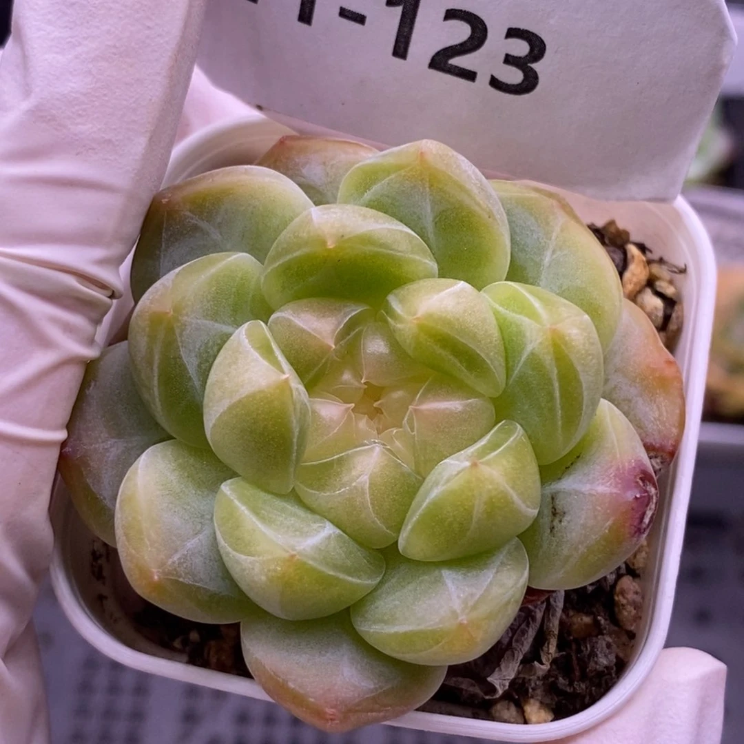 【闪购商品】11-123