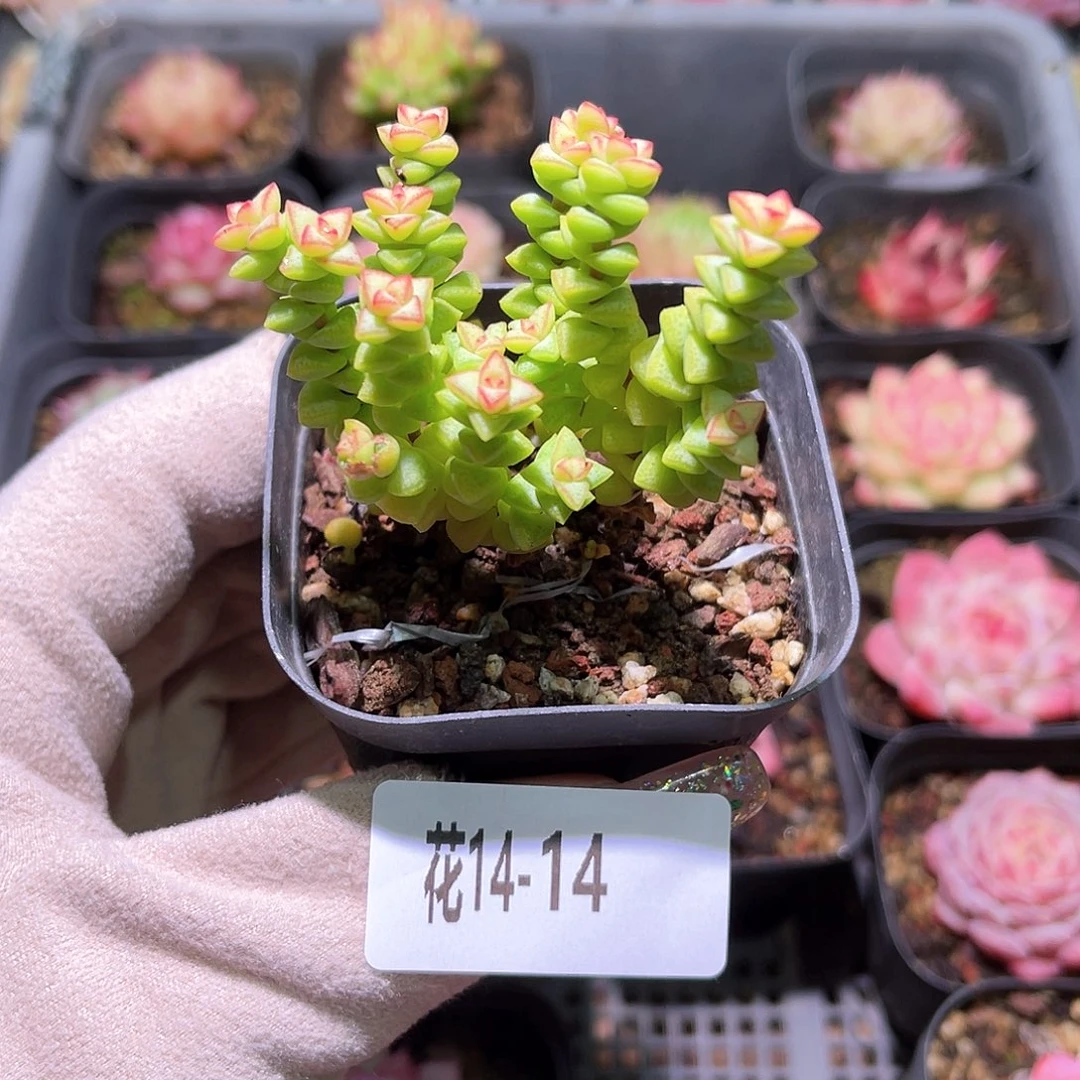 花利美14-14小米星