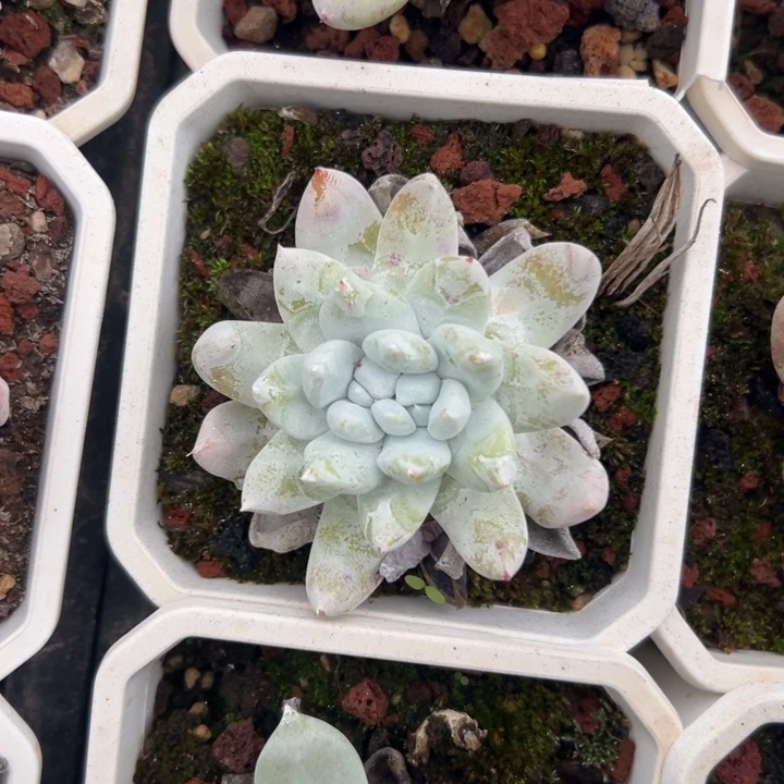 可可爱爱～一物一拍2621