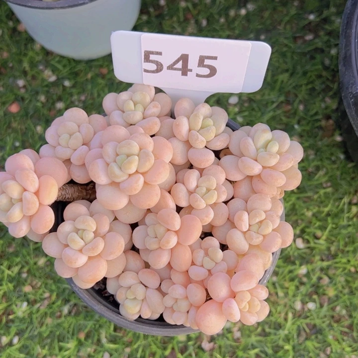 健健康康平平安安