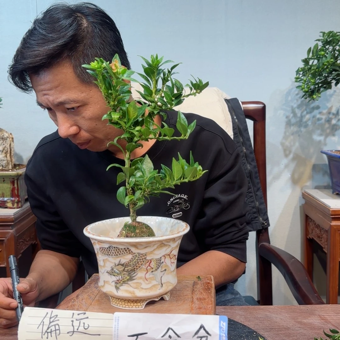当前无花朵，栽培后可花朵N****就