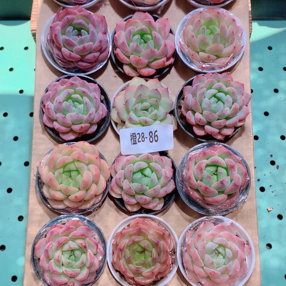 28-86一物一拍带盆18颗