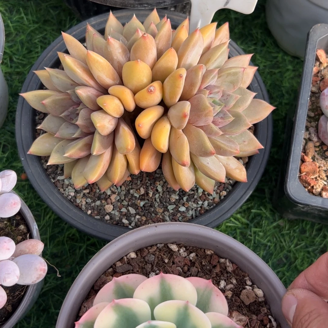 共享也top亩，我是一