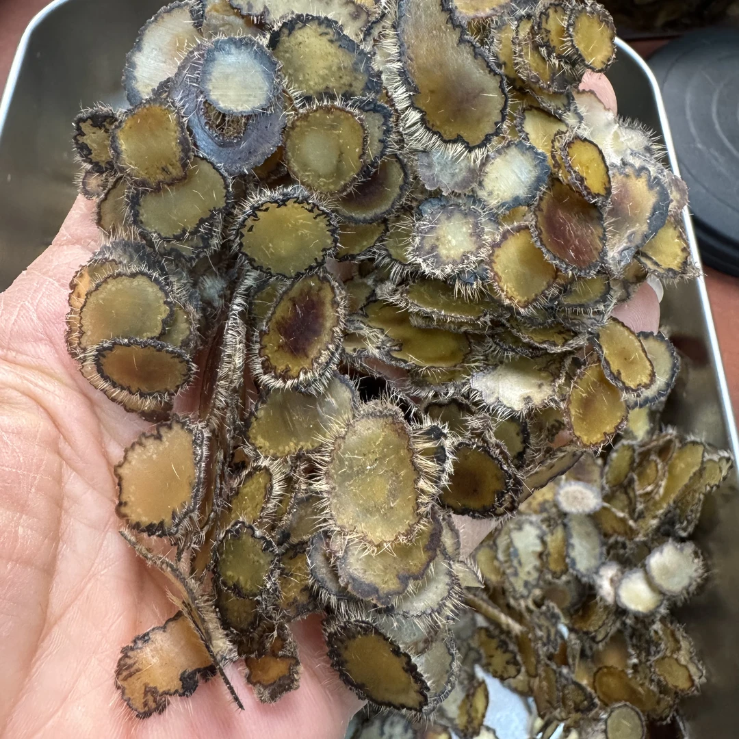 梅花鹿腊头片，泡水，煲汤，滋补养生原产地直发