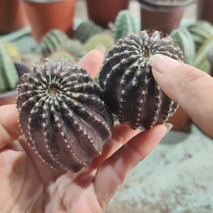 仙人球丽花娜米娜侧芽两个微瑕