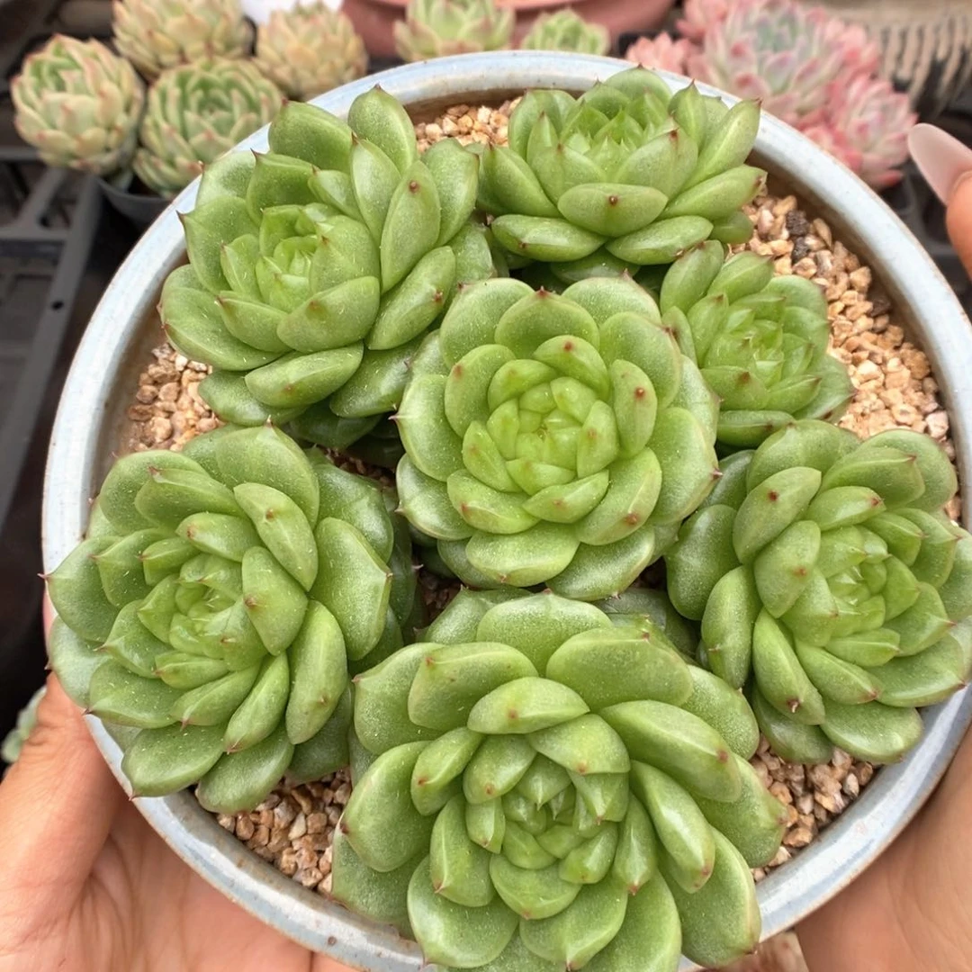 灯泡珍妮群生可拍。