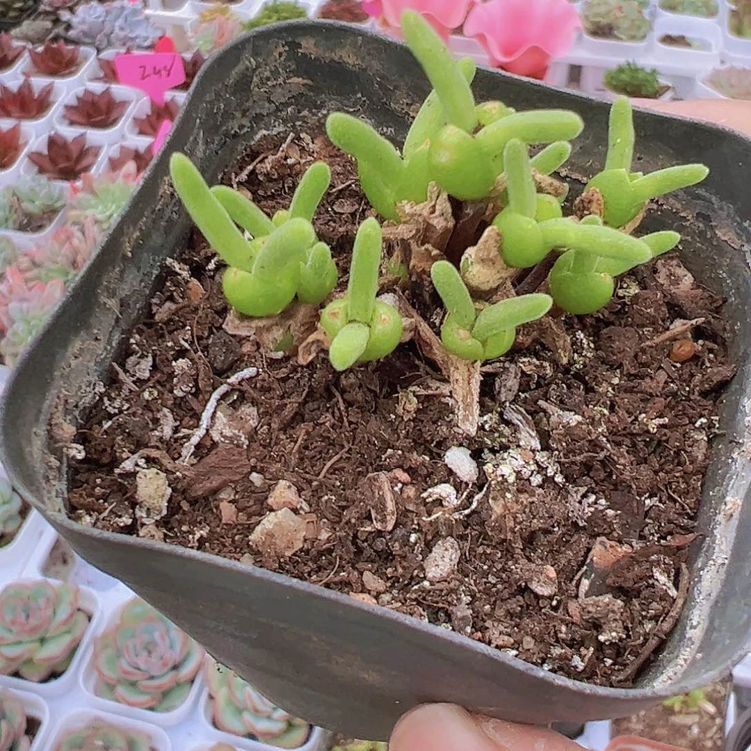 碧光环19包邮多肉植物