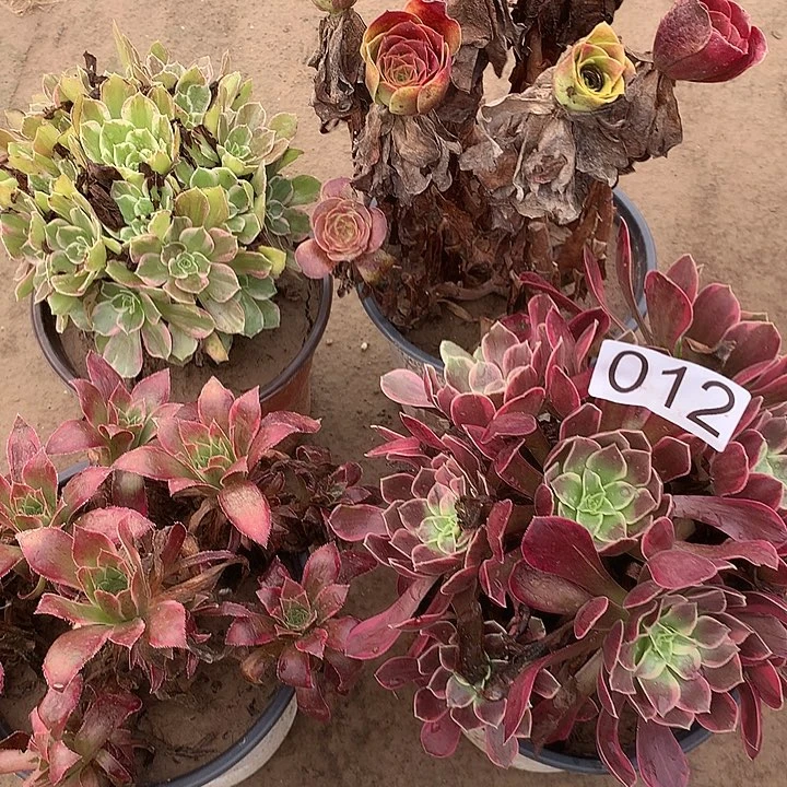 无花朵012四颗多肉植物