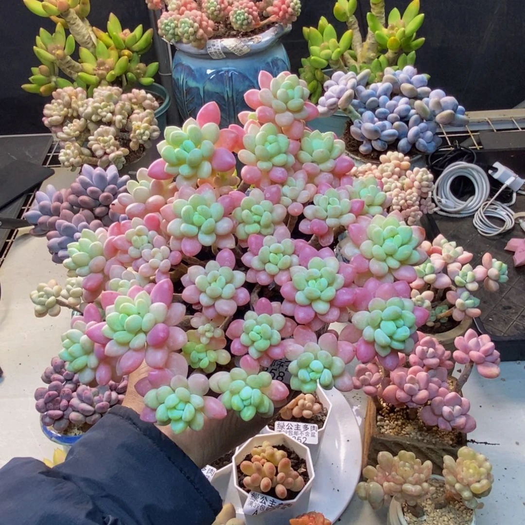 358冰淇淋鱼子酱多肉17c m