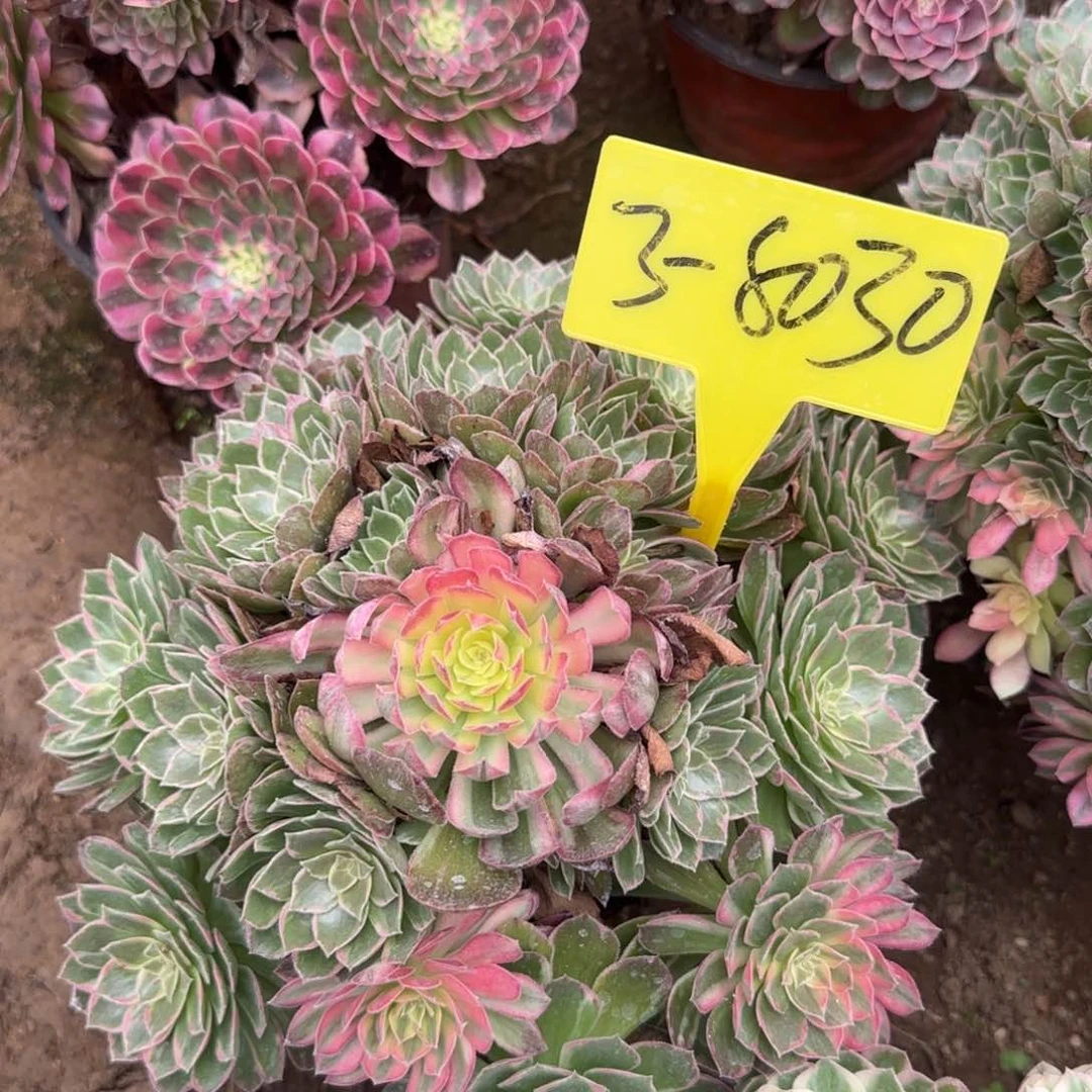 3-8030---万花筒多头