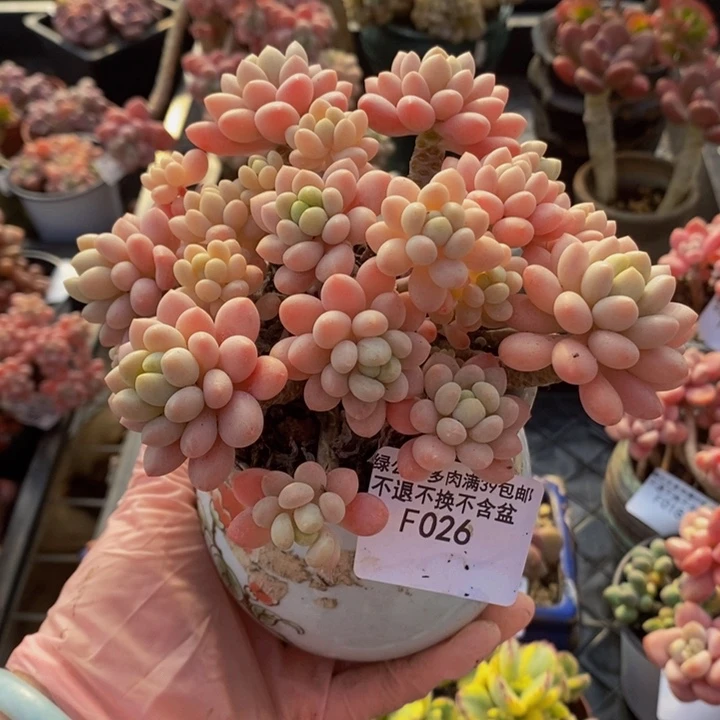 鱼子酱老桩12vm026多肉植物