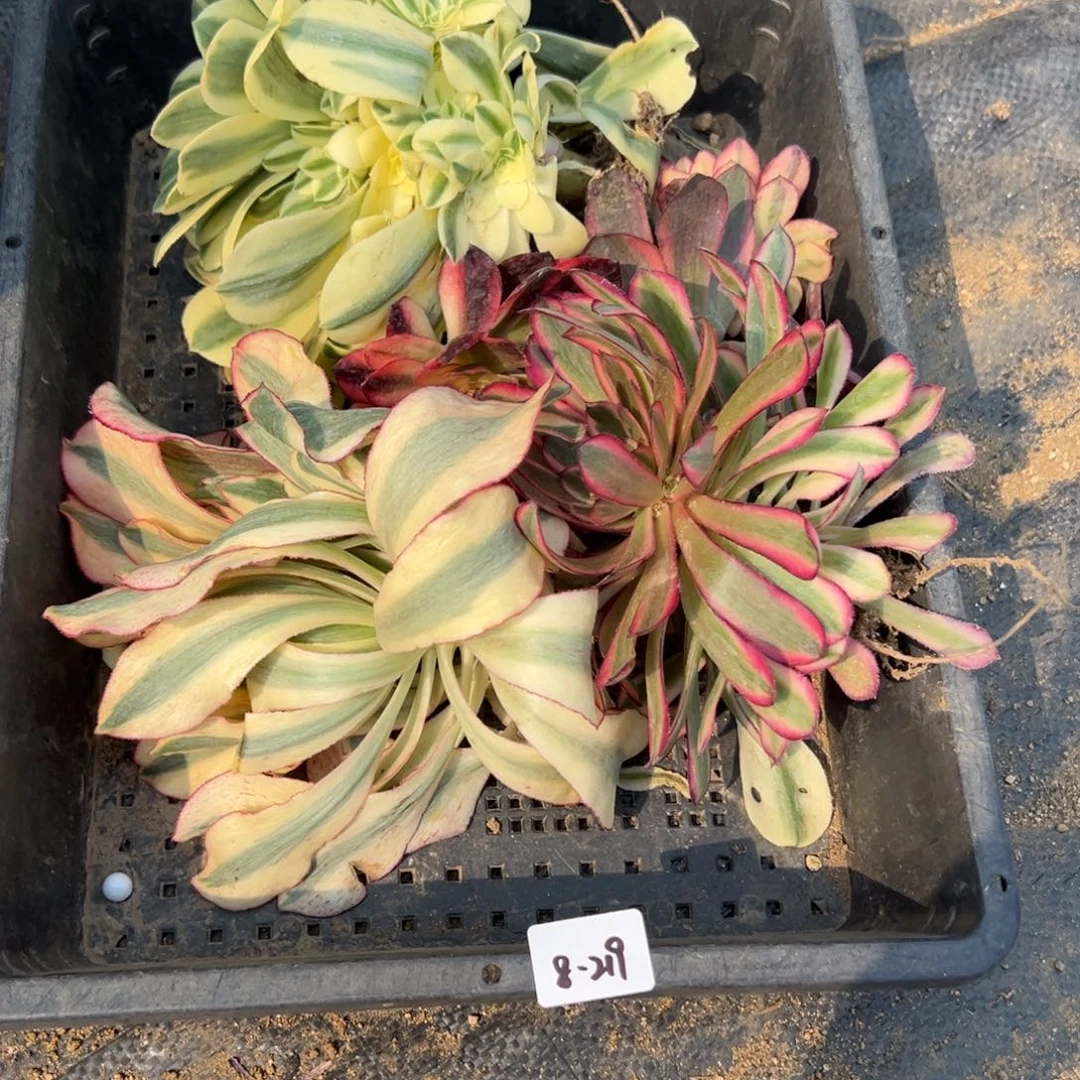 219筐多肉多肉多肉多肉