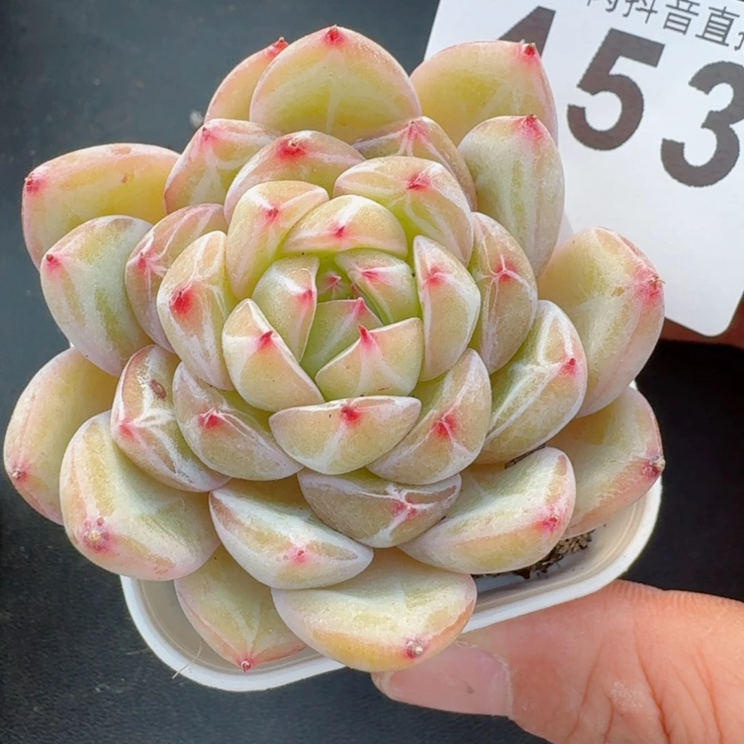 雪花珍妮         精品多肉