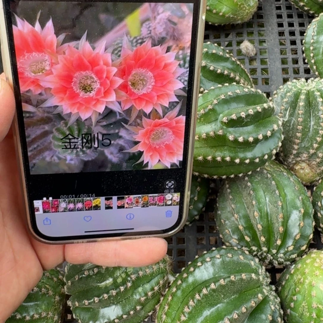 328金刚5歪无根侧牙4公分左右，20包邮