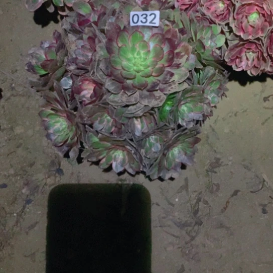 无花朵032多肉植物莲花座