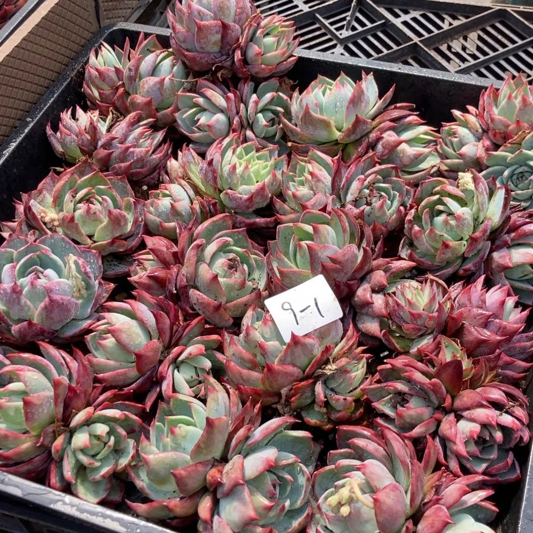 9-1惊鸿单头带崽随机官府很小