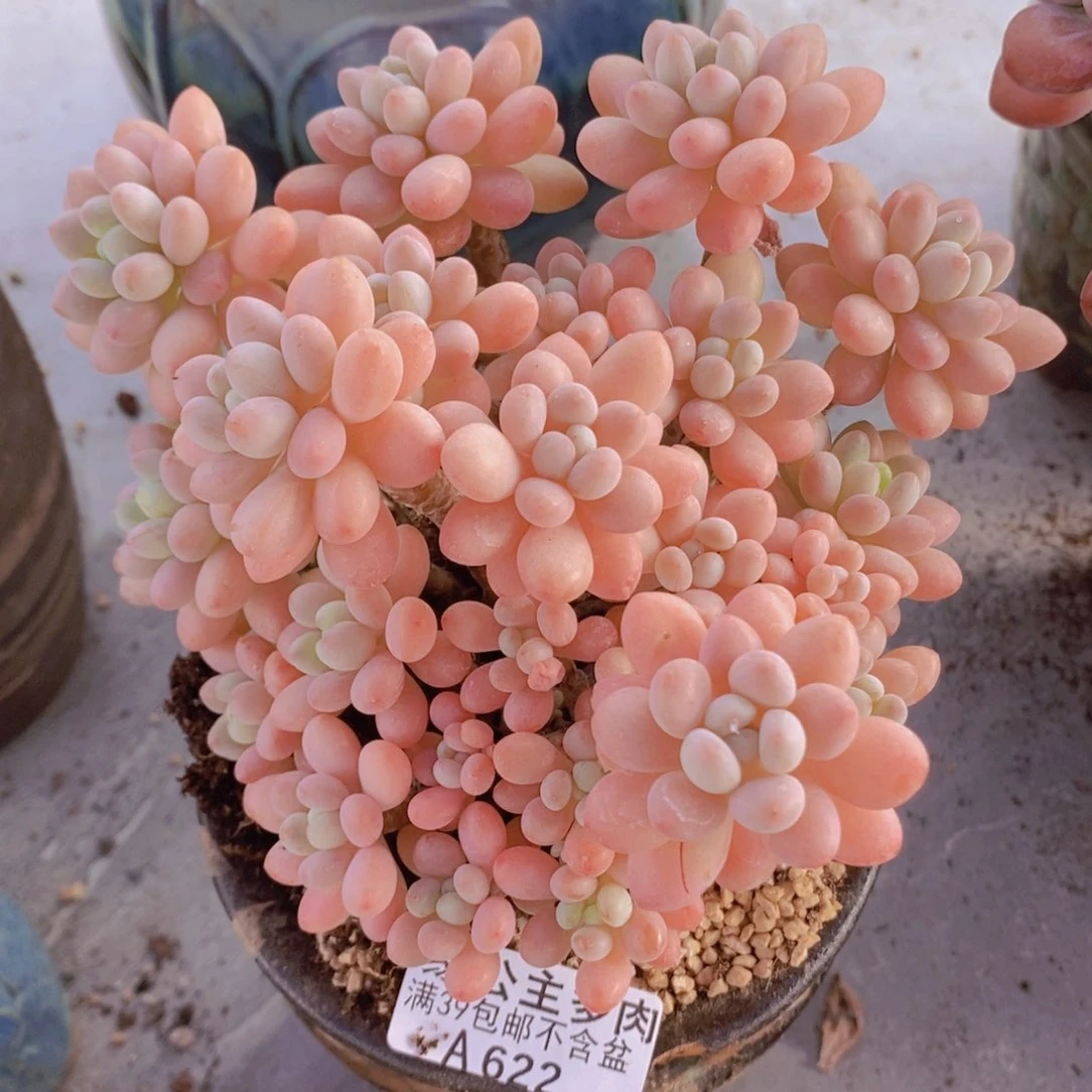 鱼子酱老桩14cm622多肉