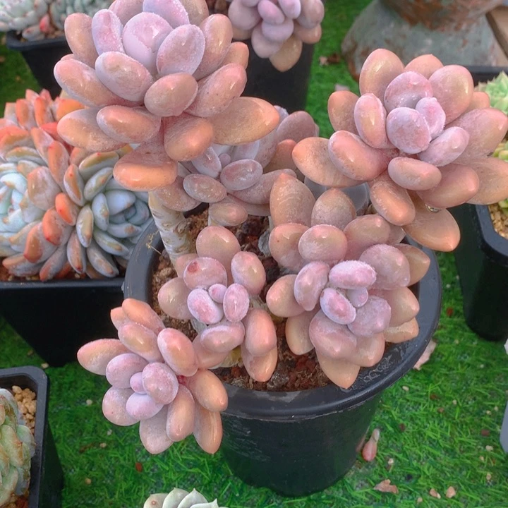 朵***肉多肉乐园精品橙雪球