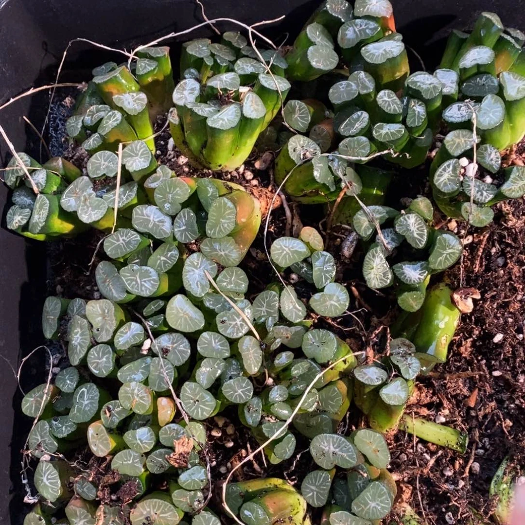 2727 一颗实生大万象 元旦整点福利