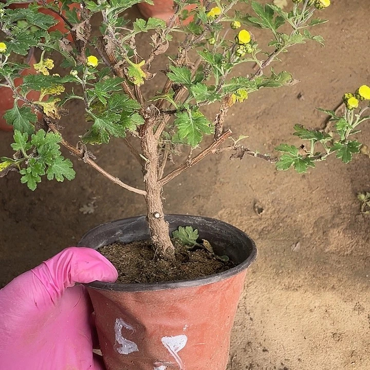 墨***生无花朵20菊花菊花家