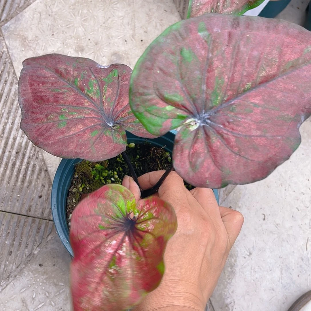 完全开放泰彩一物一拍1882