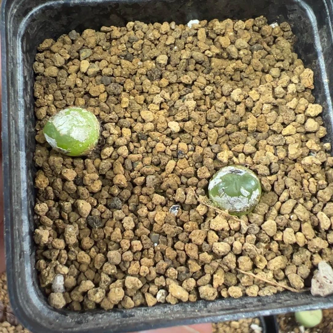 17-152拉登多肉植物，