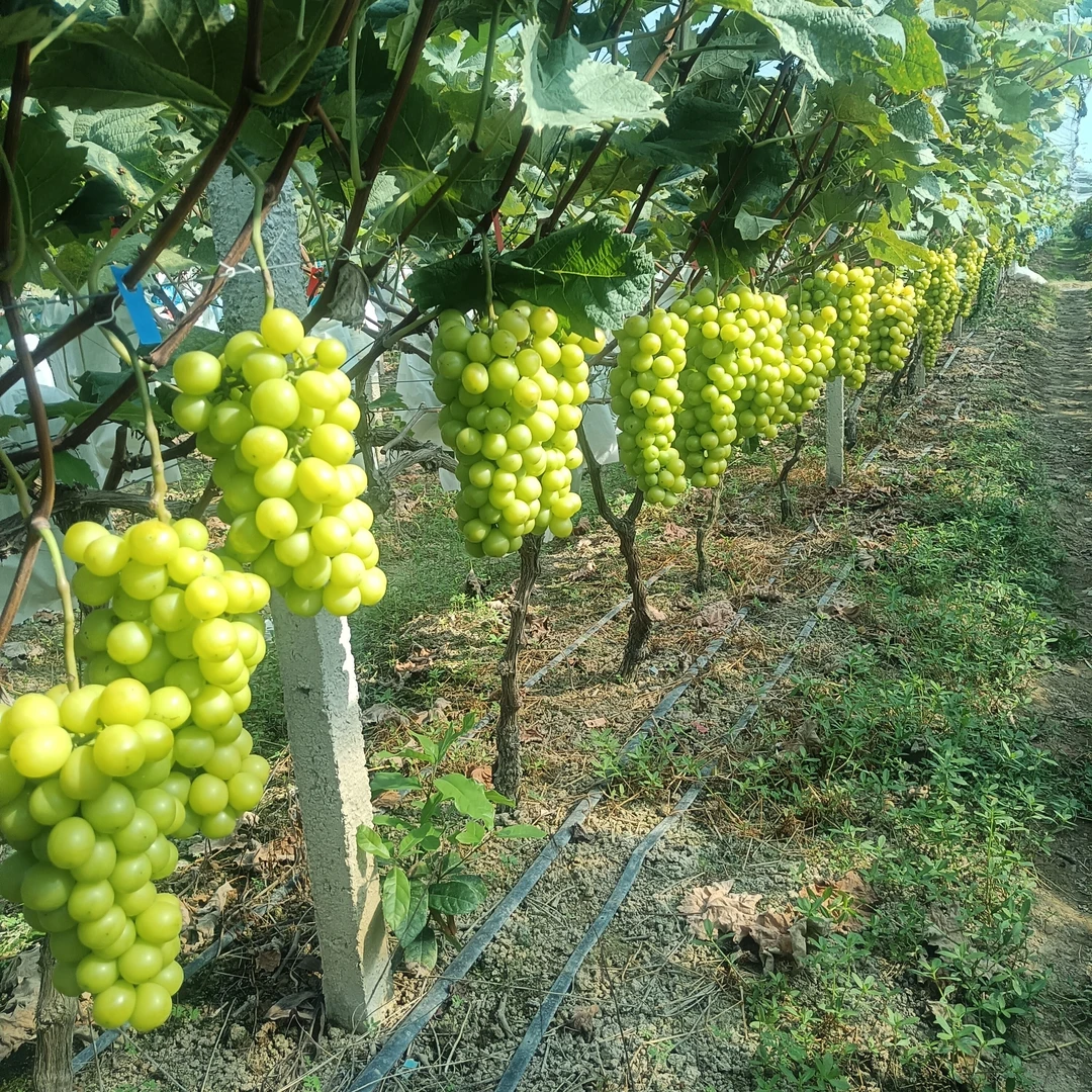 生态种植阳光玫瑰葡萄无籽青提水果