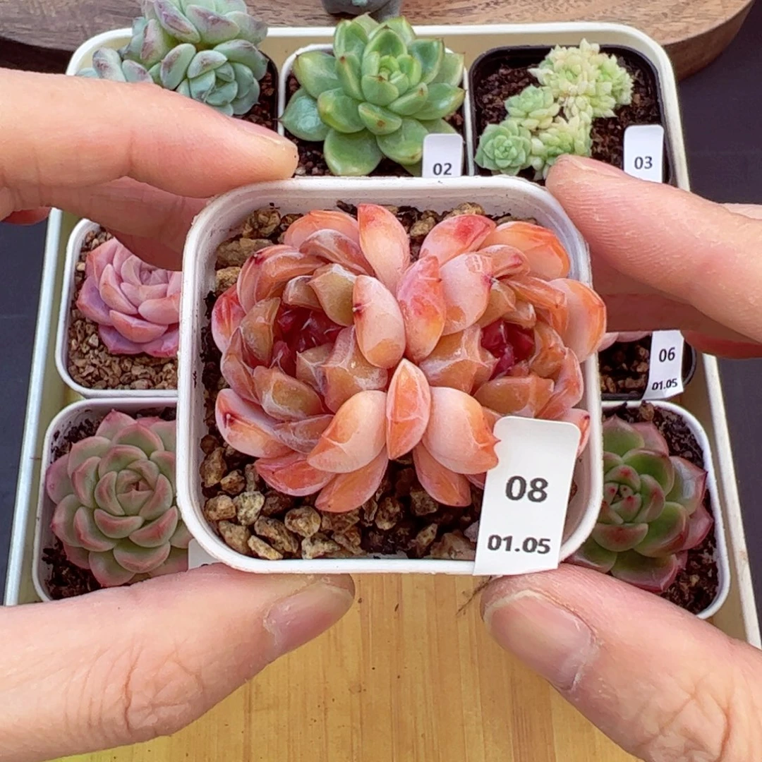 好好看08、哈哈哈哈