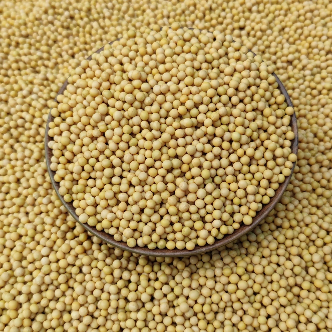 东北非转基因黄豆生豆芽专用豆发芽率高达95%当季新豆