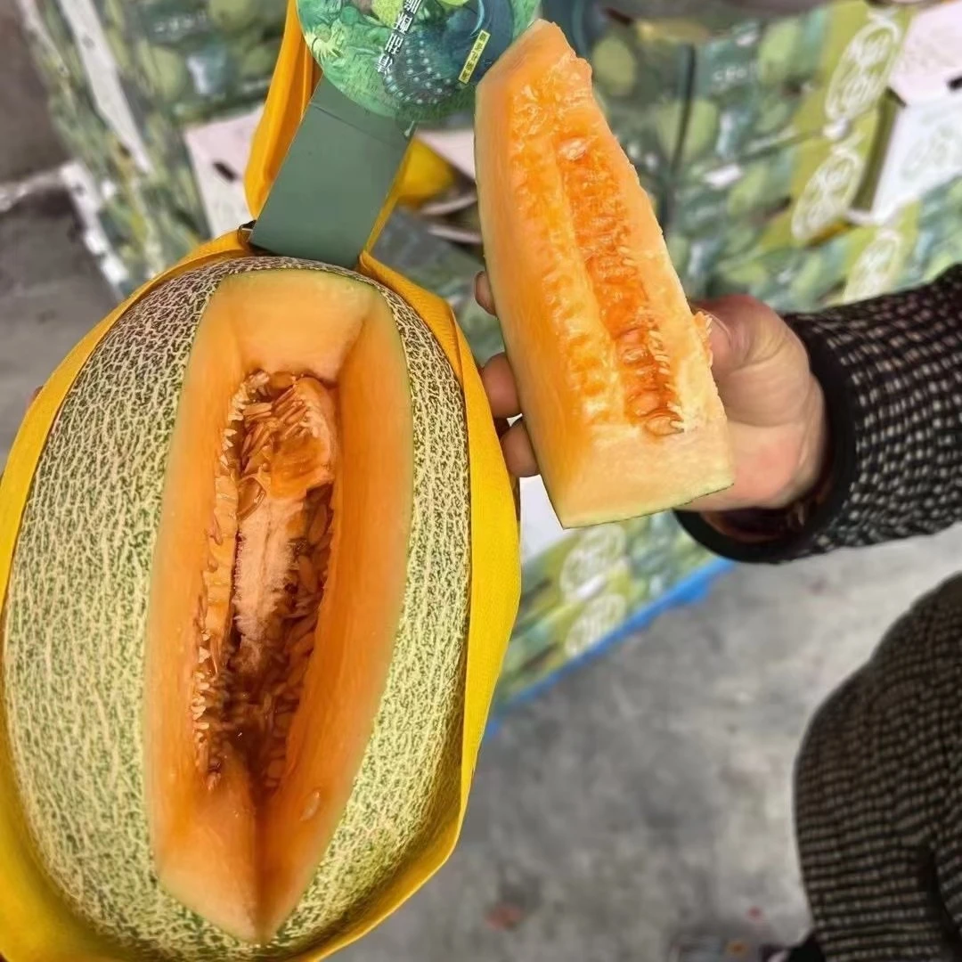 【海南晓蜜哈密瓜】1个/可切盒（嘎嘎脆甜）