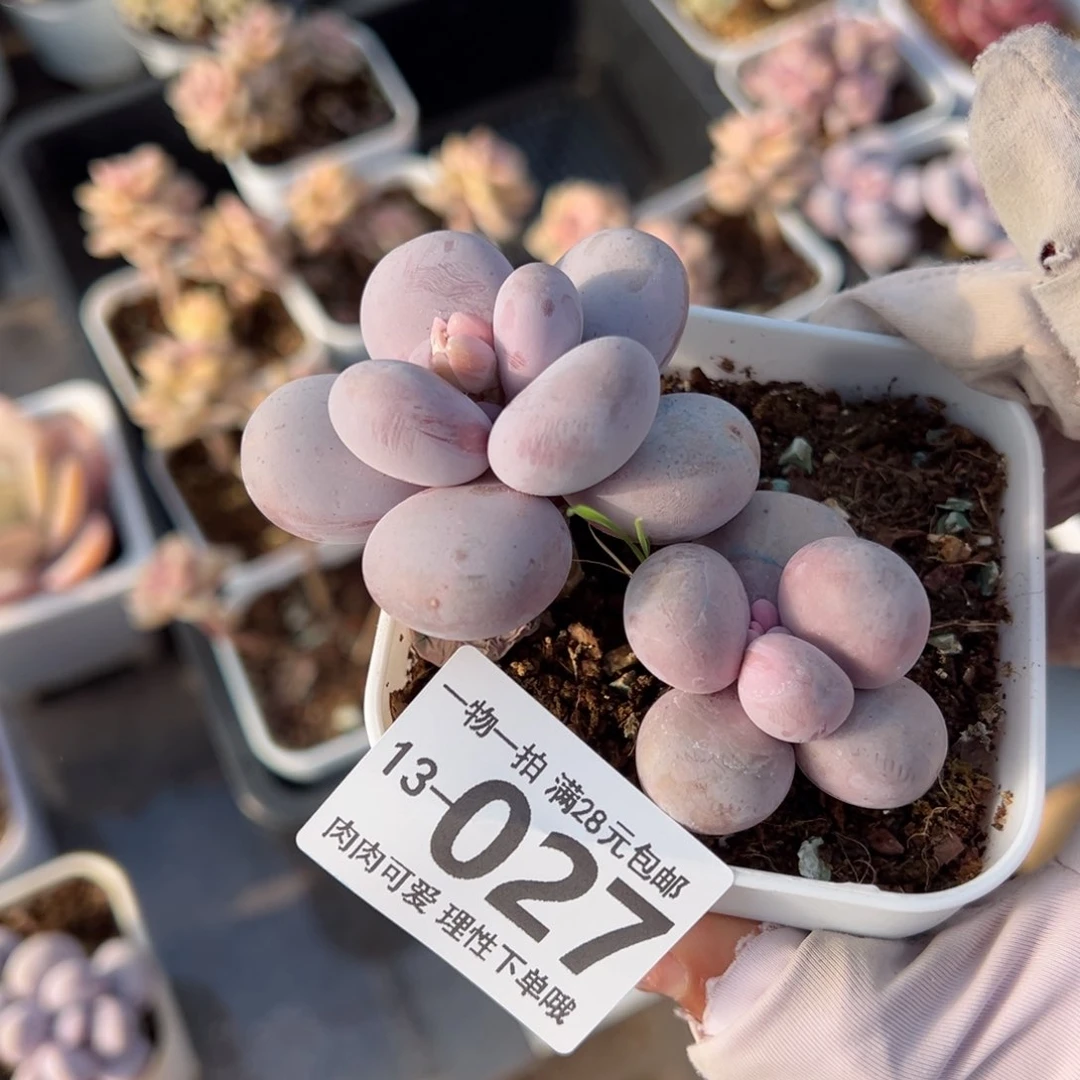 奶酪多肉多肉多肉多肉