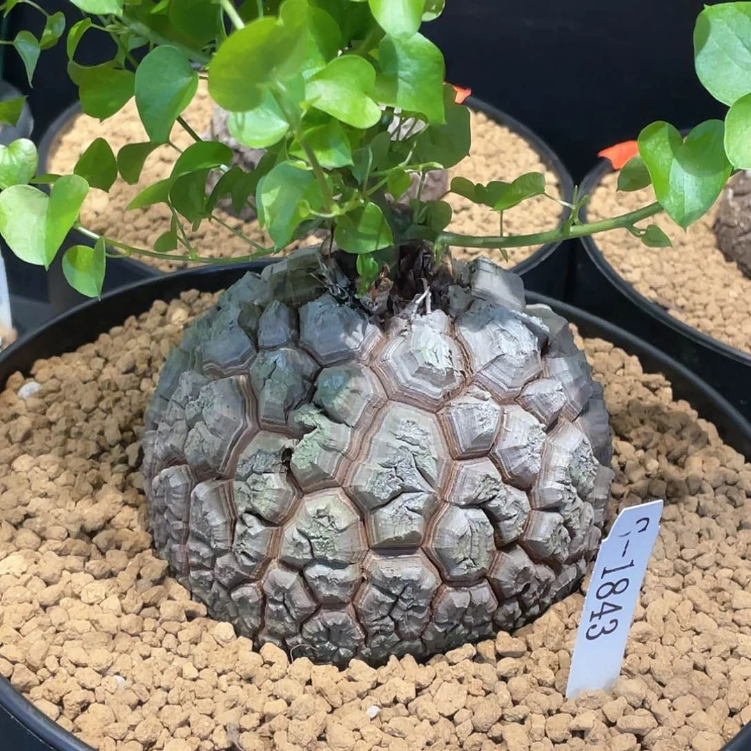 北**?1843号龟甲龙带盆发货