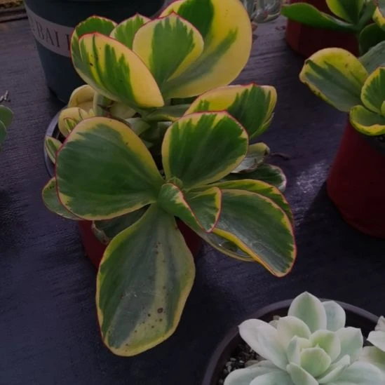 包菜家里的青梅白覆轮锦