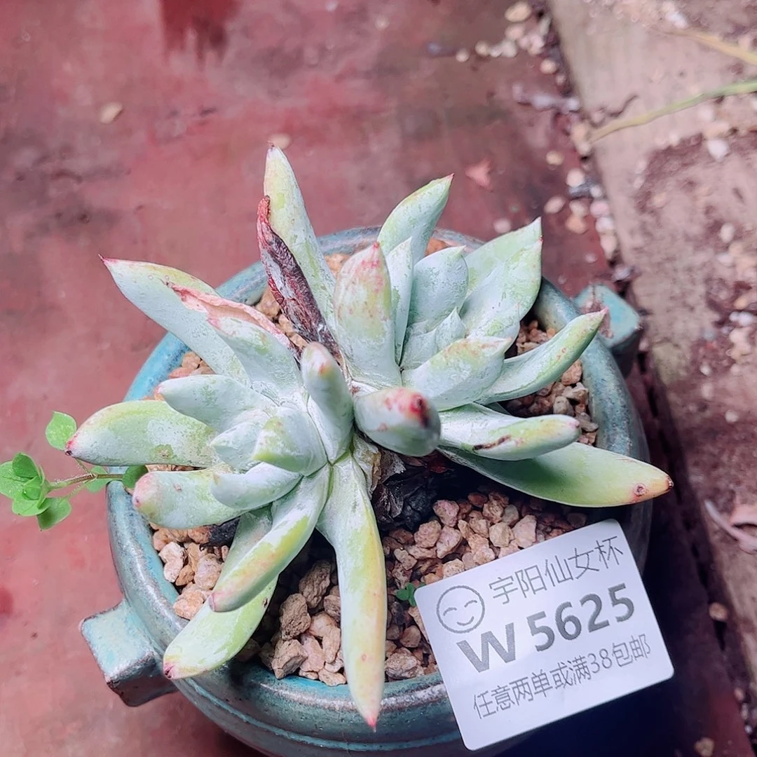 5625苹果拇指多肉