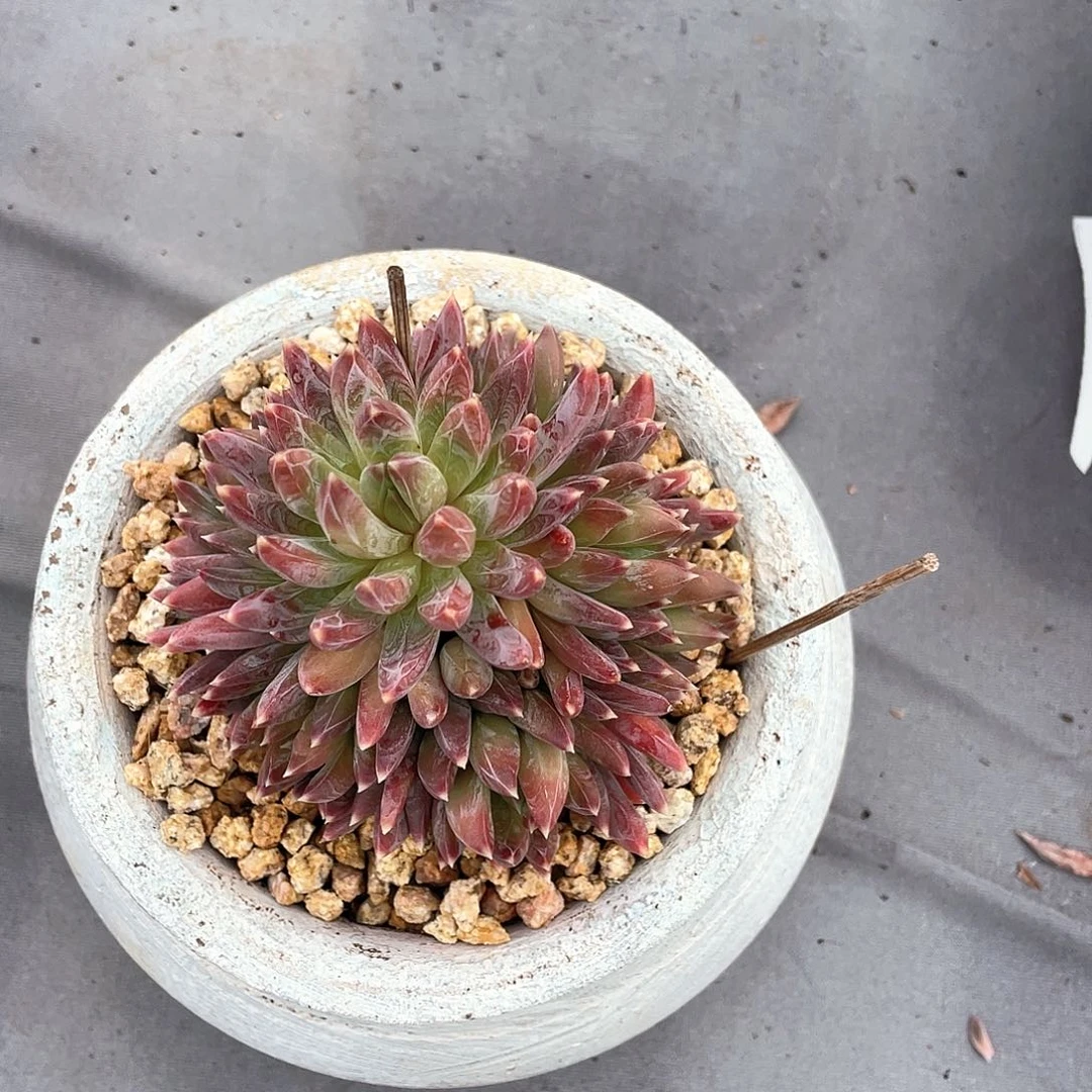 惠多肉植物一物一拍