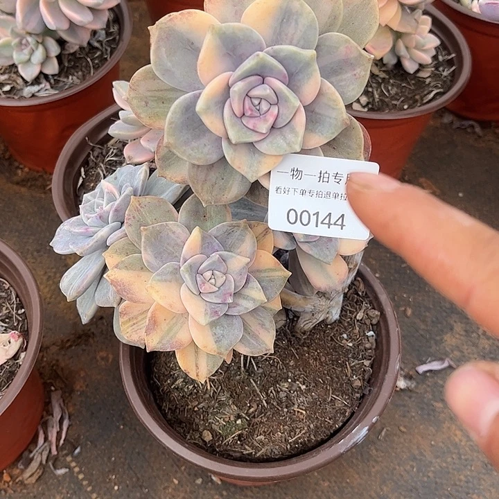 小***呀紫乐锦群，一物一拍