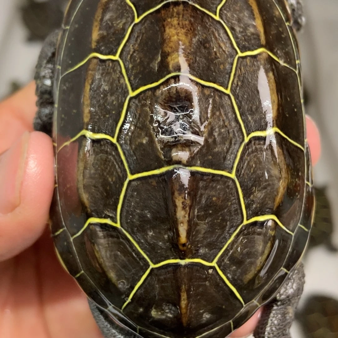 中华草龟不分公母