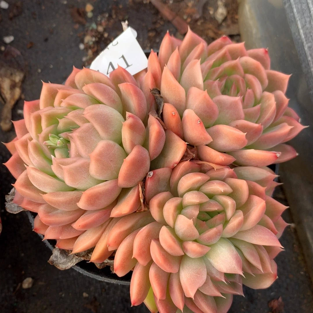 441新年快乐发发发