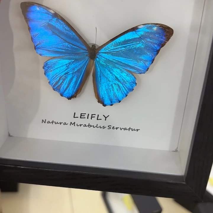 神***乐蝴蝶标本定制450@