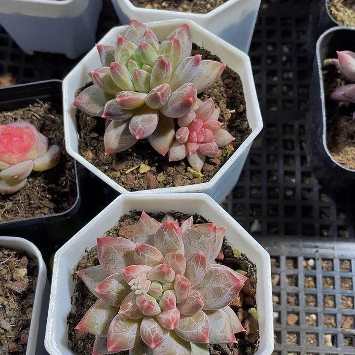 幻影美人带盆土发货