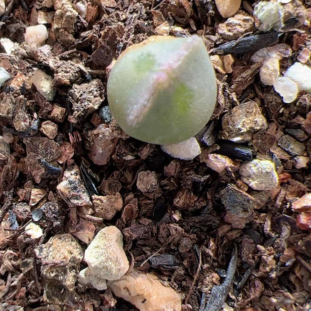 【闪购商品】74 迷你日系