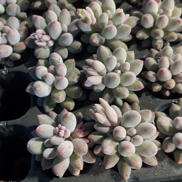 小婴儿手指1元带土发