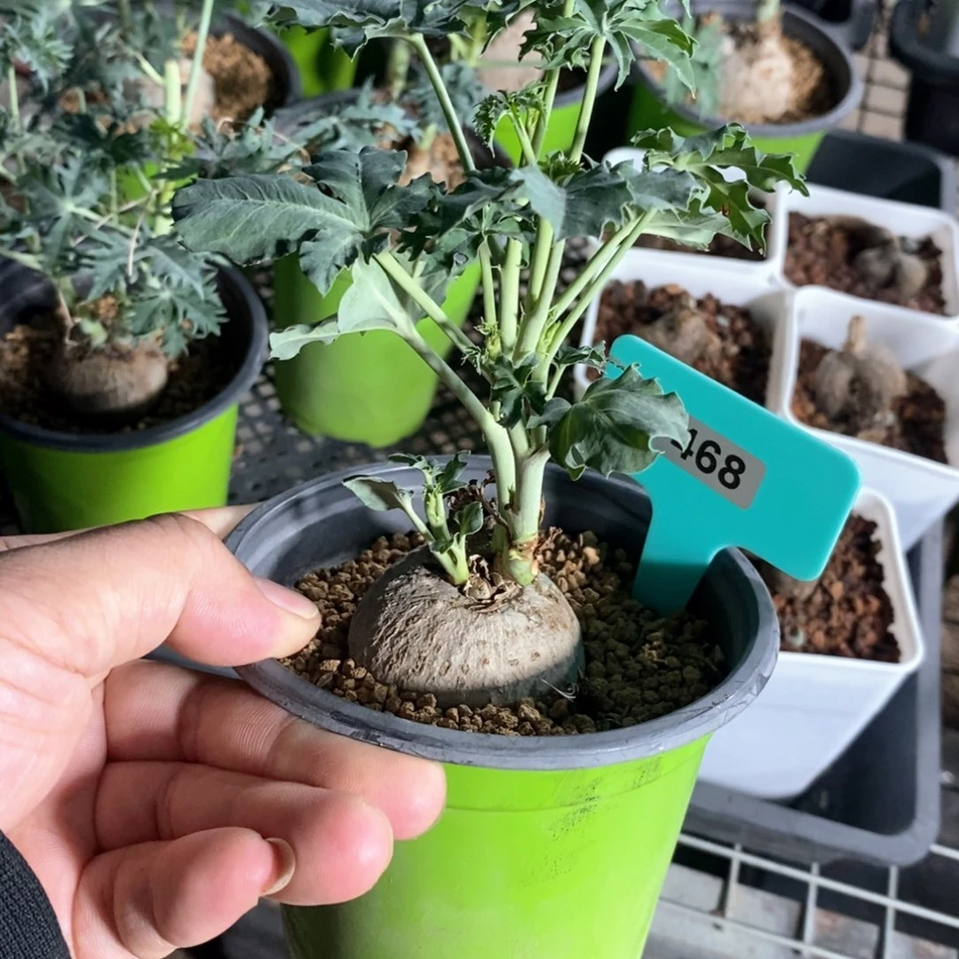 锦珊瑚多肉植物一个