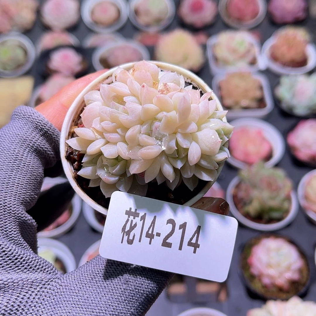 花14-214新品群生