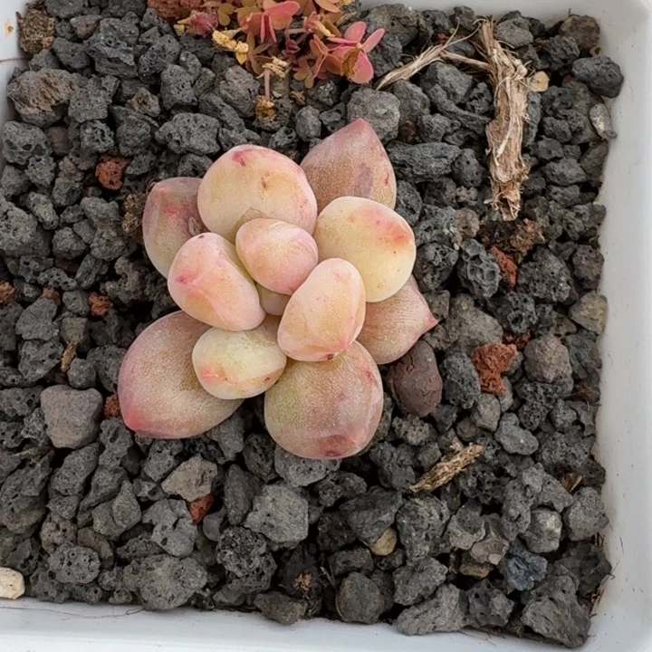 虞美人 石化  一物一拍