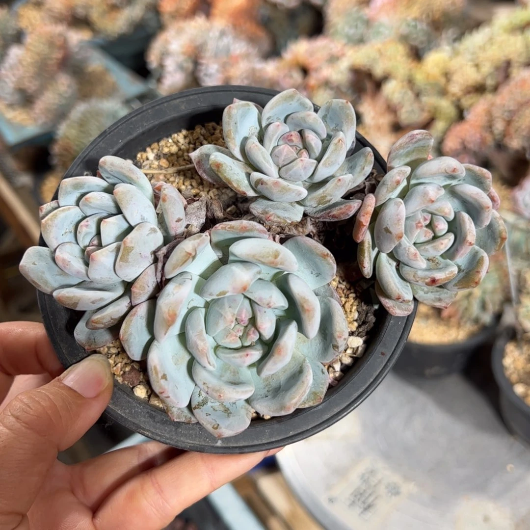 瑶****猫星影群生老桩-大脸猫