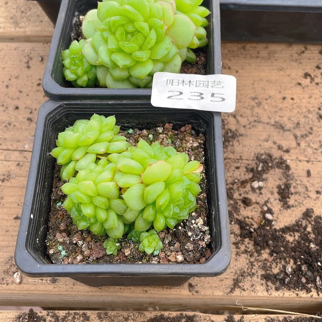 多肉植物多肉植235