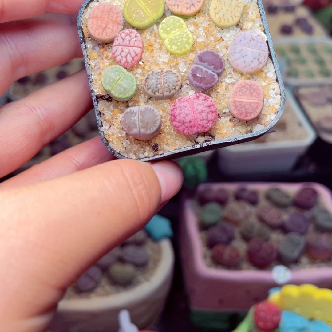 43号带盆包邮带头